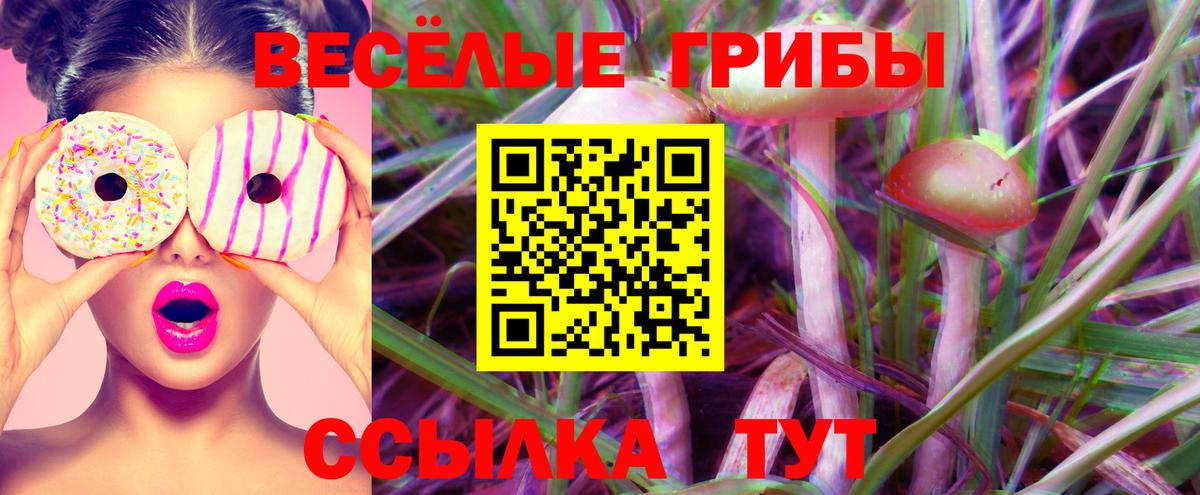 Псилоцибиновые грибы Psilocybe Кемерово